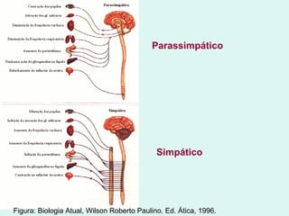 Figura: Biologia Atual, Wilson Roberto Paulino. Ed. Ática, 1996.  Parassimpático Simpático 