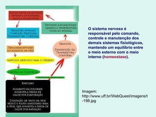 O sistema nervoso é responsável pelo comando, controle e manutenção dos demais sistemas fisiológicos, mantendo um equilíbrio entre o meio externo com o meio interno ( homeostase ). Imagem: http://www.uff.br/WebQuest/imagens/t-198.jpg 