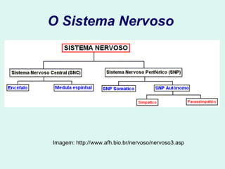 O Sistema Nervoso   Imagem: http://www.afh.bio.br/nervoso/nervoso3.asp 