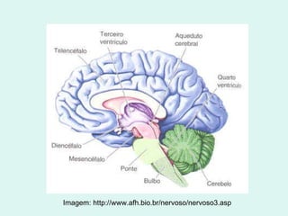 Imagem: http://www.afh.bio.br/nervoso/nervoso3.asp 