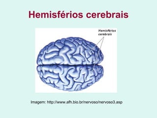 Hemisférios cerebrais Imagem: http://www.afh.bio.br/nervoso/nervoso3.asp 