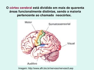 O  córtex cerebral  está dividido em mais de quarenta áreas funcionalmente distintas, sendo a maioria pertencente ao chamado  neocórtex.   Imagem: http://www.afh.bio.br/nervoso/nervoso3.asp 