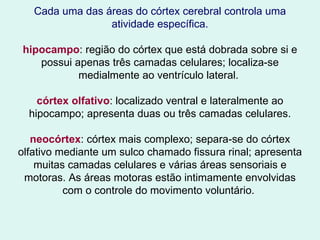 Cada uma das áreas do córtex cerebral controla uma atividade específica. hipocampo : região do córtex que está dobrada sobre si e possui apenas três camadas celulares; localiza-se medialmente ao ventrículo lateral.  córtex olfativo : localizado ventral e lateralmente ao hipocampo; apresenta duas ou três camadas celulares. neocórtex : córtex mais complexo; separa-se do córtex olfativo mediante um sulco chamado fissura rinal; apresenta muitas camadas celulares e várias áreas sensoriais e motoras. As áreas motoras estão intimamente envolvidas com o controle do movimento voluntário.  