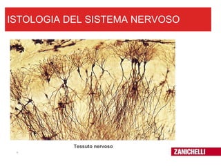 ISTOLOGIA DEL SISTEMA NERVOSO Tessuto nervoso 