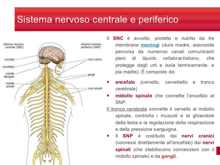 Sistema nervoso