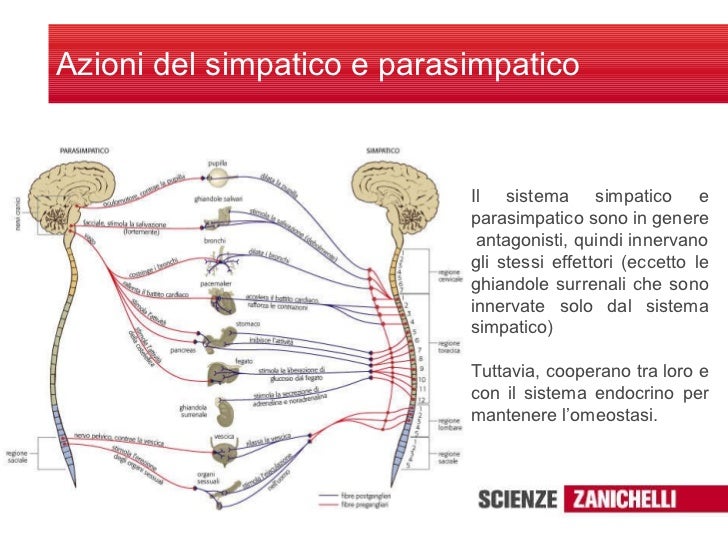 Sistema Nervoso Simpatico E Parasimpatico Differenze Sistema nervoso