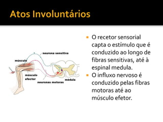 Sistema nervoso
      autónomo


Estabelece a relação com   Sistema nervoso somático
 órgãos cuja atividade é
      involu...