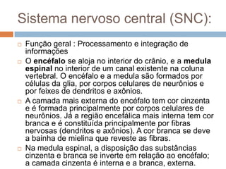 Sistema nervoso central (SNC):
   Função geral : Processamento e integração de
    informações
   O encéfalo se aloja no...