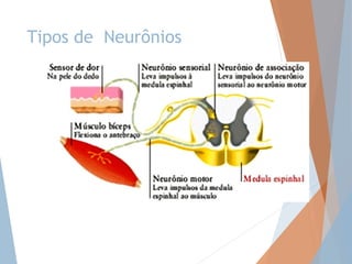 Condução do impulso nervoso 
Sentido: dendrito  corpo celular  
axônio 
Estado de repouso: neurônio polarizado 
Alta [ ]...