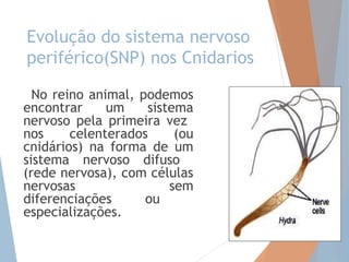 Evolução do sistema nervoso 
periférico(SNP) nos Cnidarios 
No reino animal, podemos 
encontrar um sistema 
nervoso pela p...