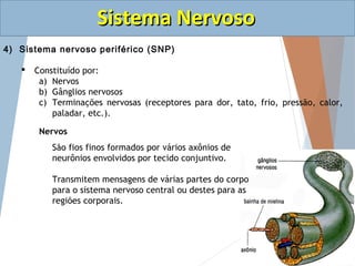 SSiisstteemmaa NNeerrvvoossoo 
4) Sistema nervoso periférico (SNP) 
Terminações Nervosas Captam estímulos do meio interno ...