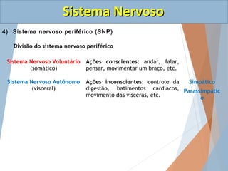 SSiisstteemmaa NNeerrvvoossoo 
4) Sistema nervoso periférico (SNP) 
b) Sistema Nervoso Autônomo 
É dividido em duas partes...