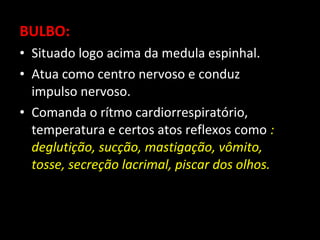 BULBO:
• Situado logo acima da medula espinhal.
• Atua como centro nervoso e conduz
  impulso nervoso.
• Comanda o rítmo cardiorrespiratório,
  temperatura e certos atos reflexos como :
  deglutição, sucção, mastigação, vômito,
  tosse, secreção lacrimal, piscar dos olhos.
 