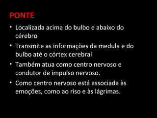 PONTE
• Localizada acima do bulbo e abaixo do
  cérebro
• Transmite as informações da medula e do
  bulbo até o córtex cerebral
• Também atua como centro nervoso e
  condutor de impulso nervoso.
• Como centro nervoso está associada às
  emoções, como ao riso e às lágrimas.
 