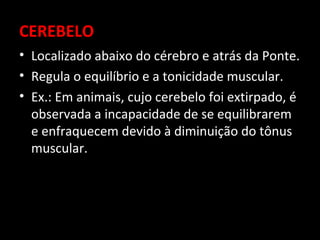 CEREBELO
• Localizado abaixo do cérebro e atrás da Ponte.
• Regula o equilíbrio e a tonicidade muscular.
• Ex.: Em animais, cujo cerebelo foi extirpado, é
  observada a incapacidade de se equilibrarem
  e enfraquecem devido à diminuição do tônus
  muscular.
 