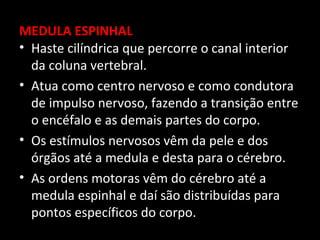 MEDULA ESPINHAL
• Haste cilíndrica que percorre o canal interior
  da coluna vertebral.
• Atua como centro nervoso e como condutora
  de impulso nervoso, fazendo a transição entre
  o encéfalo e as demais partes do corpo.
• Os estímulos nervosos vêm da pele e dos
  órgãos até a medula e desta para o cérebro.
• As ordens motoras vêm do cérebro até a
  medula espinhal e daí são distribuídas para
  pontos específicos do corpo.
 