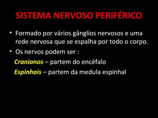 SISTEMA NERVOSO PERIFÉRICO
• Formado por vários gânglios nervosos e uma
  rede nervosa que se espalha por todo o corpo.
• Os nervos podem ser :
  Cranianos – partem do encéfalo
  Espinhais – partem da medula espinhal
 
