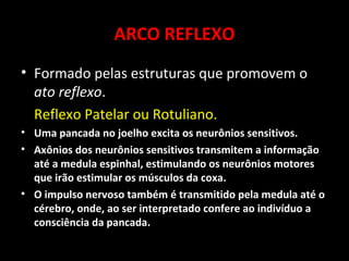 ARCO REFLEXO
• Formado pelas estruturas que promovem o
  ato reflexo.
  Reflexo Patelar ou Rotuliano.
• Uma pancada no joelho excita os neurônios sensitivos.
• Axônios dos neurônios sensitivos transmitem a informação
  até a medula espinhal, estimulando os neurônios motores
  que irão estimular os músculos da coxa.
• O impulso nervoso também é transmitido pela medula até o
  cérebro, onde, ao ser interpretado confere ao indivíduo a
  consciência da pancada.
 