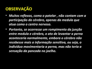 OBSERVAÇÃO
• Muitos reflexos, como o patelar , não contam com a
  participação do cérebro, apenas da medula que
  atua como o centro nervoso.
• Portanto, se ocorresse um rompimento da junção
  entre medula e cérebro, o ato de levantar a perna
  aconteceria normalmente, embora o cérebro não
  recebesse mais a informação sensitiva, ou seja, o
  indivíduo movimentaria a perna, mas não teria a
  sensação da pancada no joelho.
 