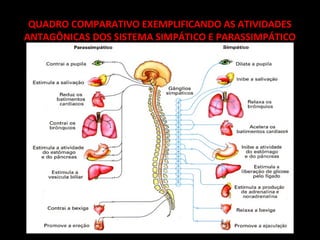 QUADRO COMPARATIVO EXEMPLIFICANDO AS ATIVIDADES
ANTAGÔNICAS DOS SISTEMA SIMPÁTICO E PARASSIMPÁTICO
 