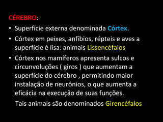 CÉREBRO:
• Superfície externa denominada Córtex.
• Córtex em peixes, anfíbios, répteis e aves a
  superfície é lisa: animais Lissencéfalos
• Córtex nos mamíferos apresenta sulcos e
  circunvoluções ( giros ) que aumentam a
  superfície do cérebro , permitindo maior
  instalação de neurônios, o que aumenta a
  eficácia na execução de suas funções.
  Tais animais são denominados Girencéfalos
 