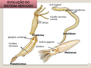 Sistema nervoso | PPTX