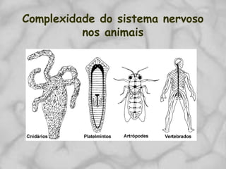 Complexidade do sistema nervoso
nos animais
 
