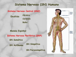 Sistema Nervoso (SN) Humano
Sistema Nervoso Central (SNC)
Sistema Nervoso Periférico (SNP)
Encéfalo
Medula Espinhal
SN Autônomo
SN Somático
SN Simpático
SN Parassimpático
Cérebro
Cerebelo
Bulbo
 