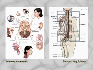 Nervos cranianos Nervos raquidianos
 