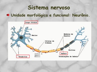 Sistema nervoso
Unidade morfológica e funcional: Neurônio.
 