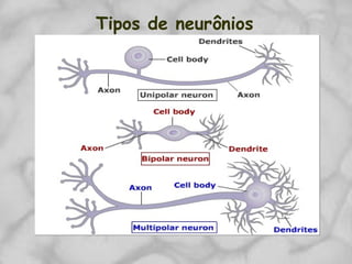 Tipos de neurônios
 