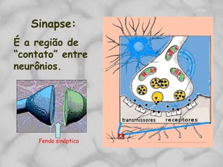 Sinapse:
É a região de
“contato” entre
neurônios.
Fenda sináptica
 