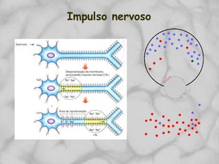 Impulso nervoso
 