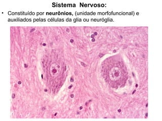 Sistema Nervoso:
• Constituído por neurônios, (unidade morfofuncional) e
auxiliados pelas células da glia ou neuróglia.
 