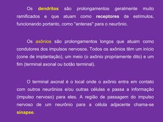 Os dendritos são prolongamentos geralmente muito
ramificados e que atuam como receptores de estímulos,
funcionando portanto, como "antenas" para o neurônio.
Os axônios são prolongamentos longos que atuam como
condutores dos impulsos nervosos. Todos os axônios têm um início
(cone de implantação), um meio (o axônio propriamente dito) e um
fim (terminal axonal ou botão terminal).
O terminal axonal é o local onde o axônio entra em contato
com outros neurônios e/ou outras células e passa a informação
(impulso nervoso) para eles. A região de passagem do impulso
nervoso de um neurônio para a célula adjacente chama-se
sinapse.
 