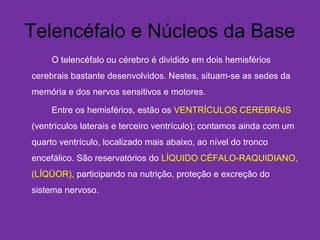 Telencéfalo e Núcleos da Base
O telencéfalo ou cérebro é dividido em dois hemisférios
cerebrais bastante desenvolvidos. Nestes, situam-se as sedes da
memória e dos nervos sensitivos e motores.
Entre os hemisférios, estão os VENTRÍCULOS CEREBRAIS
(ventrículos laterais e terceiro ventrículo); contamos ainda com um
quarto ventrículo, localizado mais abaixo, ao nível do tronco
encefálico. São reservatórios do LÍQUIDO CÉFALO-RAQUIDIANO,
(LÍQÜOR), participando na nutrição, proteção e excreção do
sistema nervoso. 
 