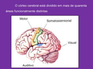 O córtex cerebral está dividido em mais de quarenta
áreas funcionalmente distintas
 