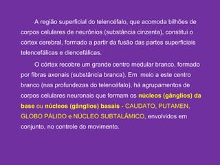 A região superficial do telencéfalo, que acomoda bilhões de
corpos celulares de neurônios (substância cinzenta), constitui o
córtex cerebral, formado a partir da fusão das partes superficiais
telencefálicas e diencefálicas.
O córtex recobre um grande centro medular branco, formado
por fibras axonais (substância branca). Em  meio a este centro
branco (nas profundezas do telencéfalo), há agrupamentos de
corpos celulares neuronais que formam os núcleos (gânglios) da
base ou núcleos (gânglios) basais - CAUDATO, PUTAMEN,
GLOBO PÁLIDO e NÚCLEO SUBTALÂMICO, envolvidos em
conjunto, no controle do movimento.
 