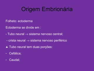 Origem Embrionária
Folheto: ectoderma
Ectoderma se divide em :
- Tubo neural → sistema nervoso central;
- crista neural → sistema nervoso periférico
♣ Tubo neural tem duas porções:
- Cefálica;
- Caudal;
 