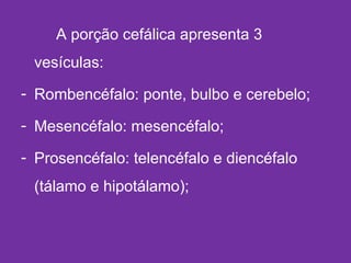 A porção cefálica apresenta 3
vesículas:
- Rombencéfalo: ponte, bulbo e cerebelo;
- Mesencéfalo: mesencéfalo;
- Prosencéfalo: telencéfalo e diencéfalo
(tálamo e hipotálamo);
 