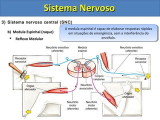 Sistema NervosoSistema Nervoso
3) Sistema nervoso central (SNC)
b) Medula Espinhal (raque)
 Reflexo Medular
A medula espinhal é capaz de elaborar respostas rápidas
em situações de emergência, sem a interferência do
encéfalo.
A medula espinhal é capaz de elaborar respostas rápidas
em situações de emergência, sem a interferência do
encéfalo.
 