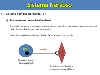 Sistema NervosoSistema Nervoso
4) Sistema nervoso periférico (SNP)
a) Sistema Nervoso Voluntário (Somático)
Formado por nervos motores que conduzem impulsos do sistema nervoso central
(SNC) à musculatura estriada esquelética.
Determina ações conscientes: Andar, falar, abraçar, correr, etc.
SNC
Corpos celulares
dentro do SNC
Axônios controlando a
musculatura esquelética
 