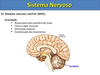 Sistema NervosoSistema Nervoso
3) Sistema nervoso central (SNC)
II) Cerebelo
 Responsável pelo equilíbrio do corpo
 Tônus e vigor muscular
 Orientação espacial
 Coordenação dos movimentos
Cerebelo
 