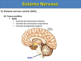 Sistema NervosoSistema Nervoso
3) Sistema nervoso central (SNC)
III) Tronco encefálico
 Bulbo
o Controle dos batimentos cardíacos
o Controle dos movimentos respiratórios
o Controle da deglutição (engolir)
Bulbo
 
