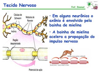 • Em alguns neurônios o
axônio é envolvido pela
bainha de mielina
• A bainha de mielina
acelera a propagação do
impulso nervoso
Tecido Nervoso Prof. Emanuel
Bainha de mielina
 