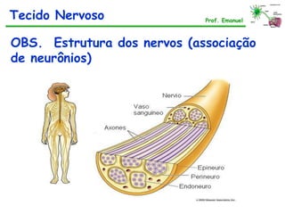 OBS. Estrutura dos nervos (associação
de neurônios)
Tecido Nervoso Prof. Emanuel
 
