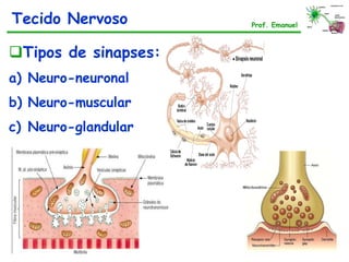 Tipos de sinapses:
a) Neuro-neuronal
b) Neuro-muscular
c) Neuro-glandular
Tecido Nervoso Prof. Emanuel
 