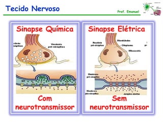 Sinapse Química
Com
neurotransmissor
Sinapse Elétrica
Prof. Emanuel
Sem
neurotransmissor
Tecido Nervoso Prof. Emanuel
 