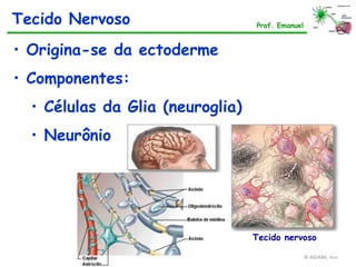 Tecido Nervoso
• Origina-se da ectoderme
• Componentes:
• Células da Glia (neuroglia)
• Neurônio
Prof. Emanuel
Tecido nervoso
 