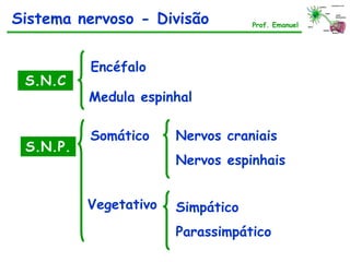 S.N.C
S.N.P.
Encéfalo
Medula espinhal
Somático
Sistema nervoso - Divisão Prof. Emanuel
Vegetativo
Nervos craniais
Nervos espinhais
Simpático
Parassimpático
 